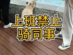 下载视频: 上班禁止骑同事