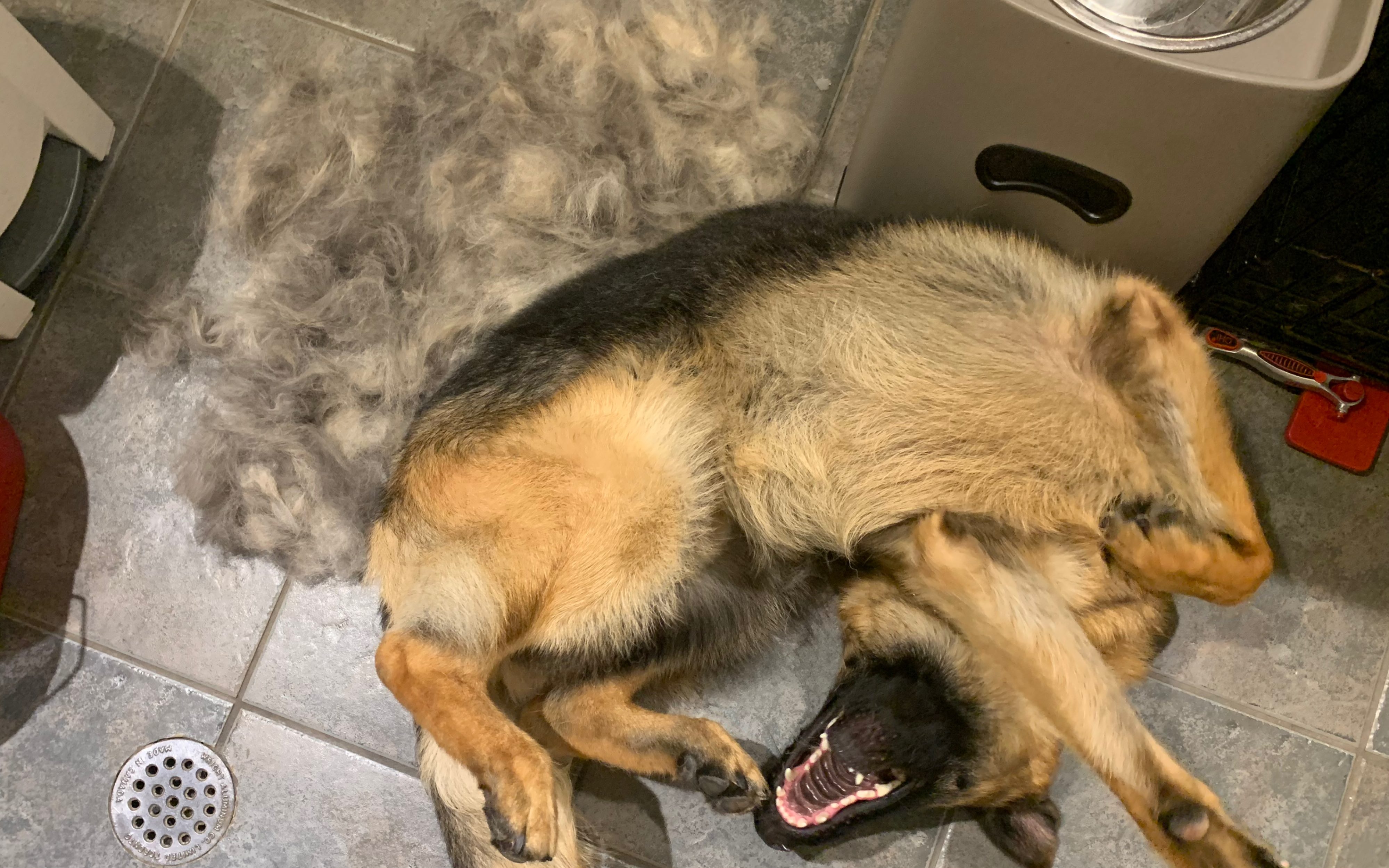 半只狗有多少毛?德国掉毛犬石锤