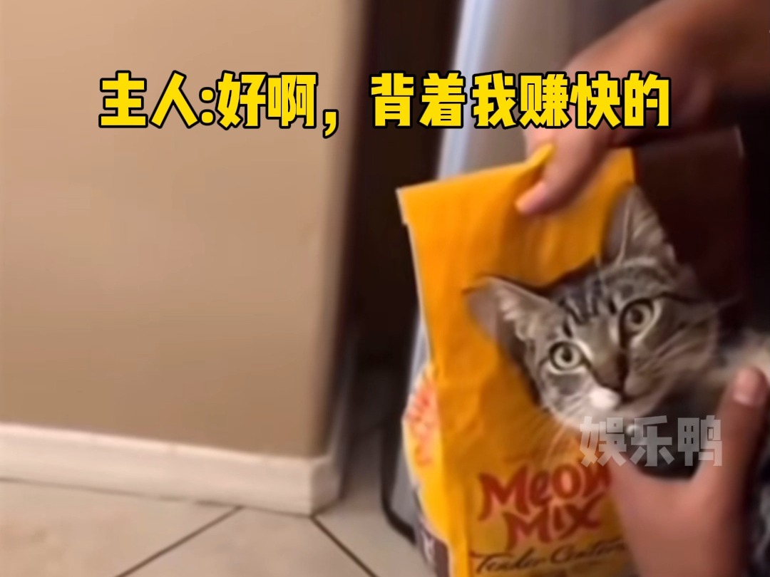 猫猫:偷偷给自己攒钱买小鱼干哔哩哔哩bilibili