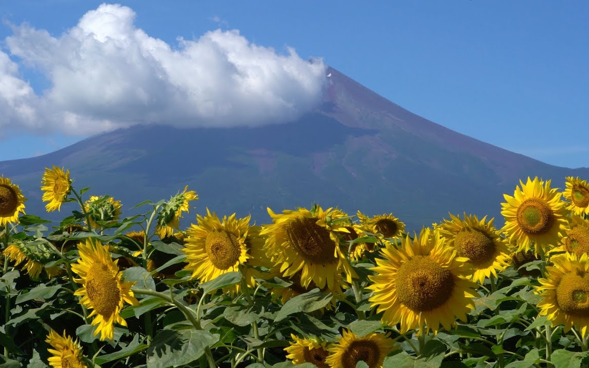 4K 花之都公园 向日葵 富士山 夏 Mt. Fuji & Sunflower At Flower City Park哔哩哔哩bilibili