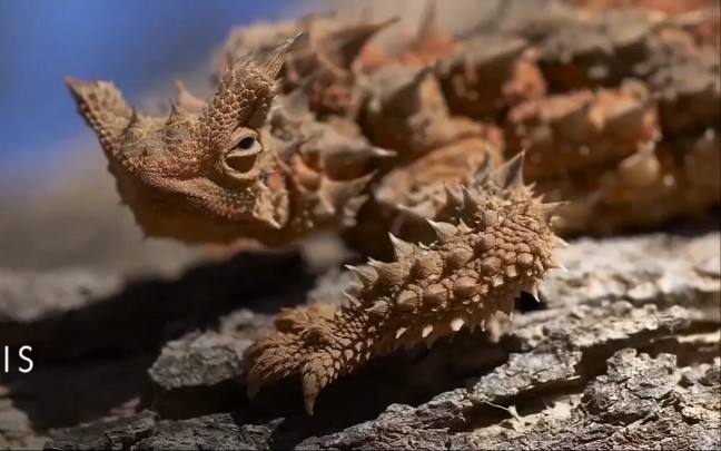 【澳洲沙漠棘蜥】爬圈新手基础知识介绍视频