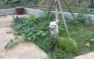 饭饭：铲屎的，这是我藏起来的骨头，我厉害吧！