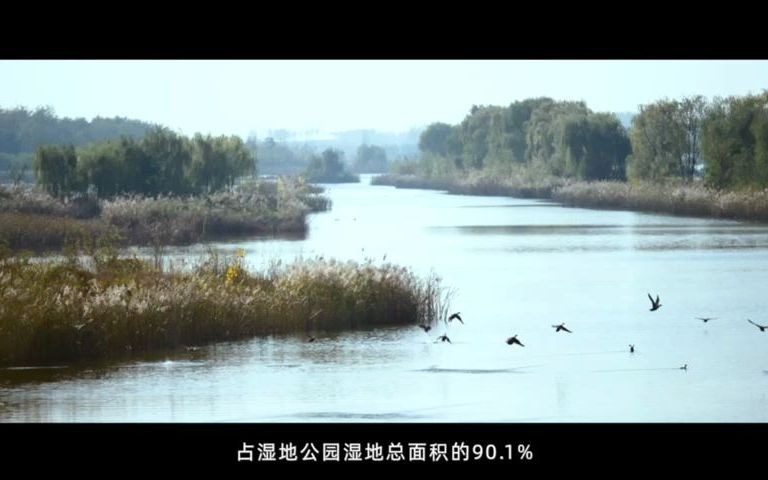 豐縣黃河故道大沙河國家溼地公園生態修復