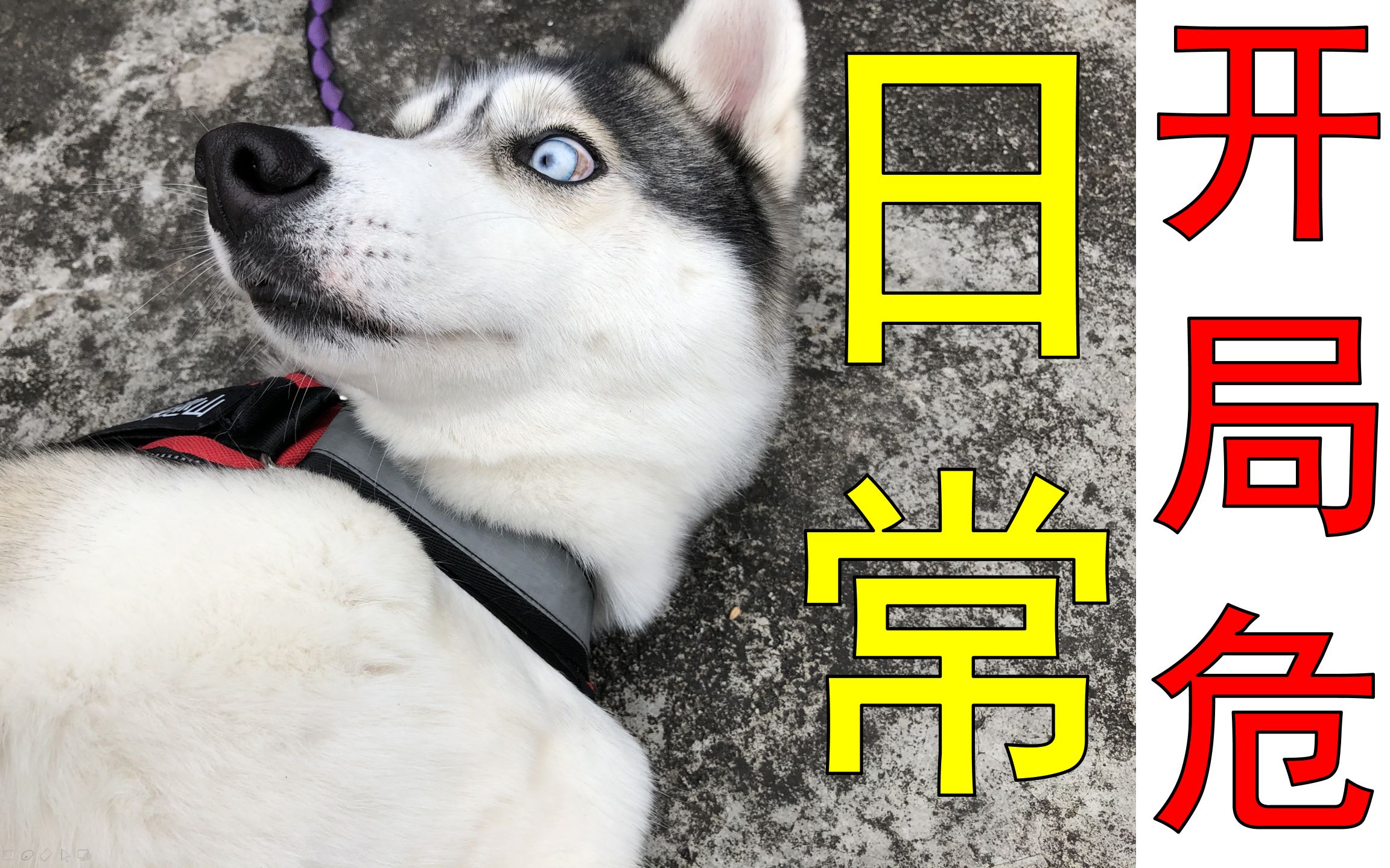 【傻缺二哈】哈士奇的日常沙雕!给你们看看我们家的团宠