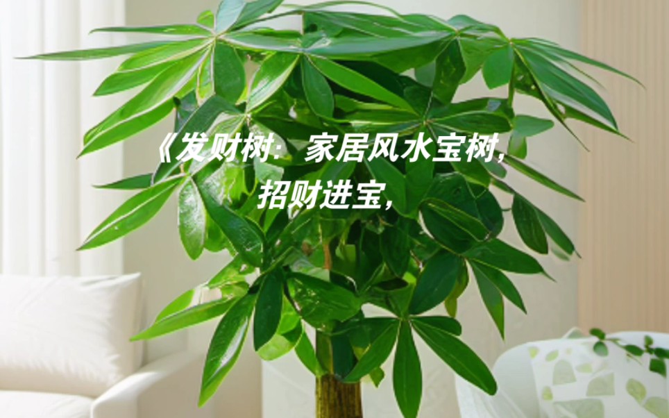 发财树是一种寓意吉祥的植物它代表着招财进宝四季常青在家里养一盆