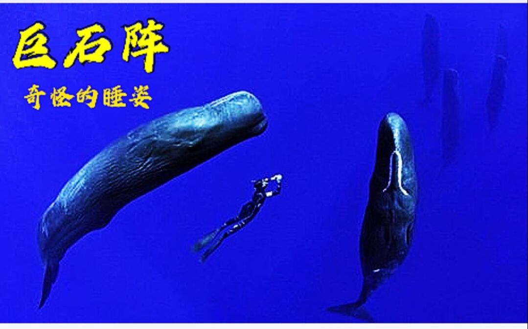 海中巨石阵鲸鱼在海中静静的树立着摄影师抓拍抹香鲸睡觉场景