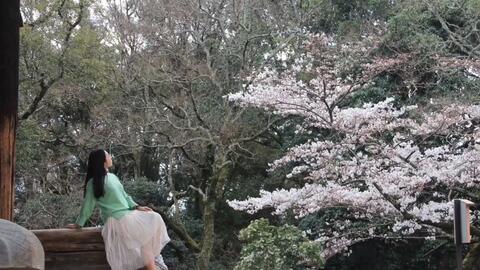 日本吉野山的樱花美绝了 哔哩哔哩 Bilibili