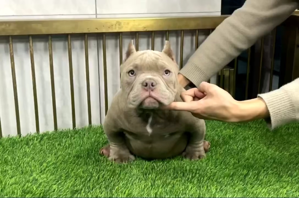 纯种小体恶霸幼犬价格北京纯种恶霸幼犬多少钱一只北京专业恶霸犬舍