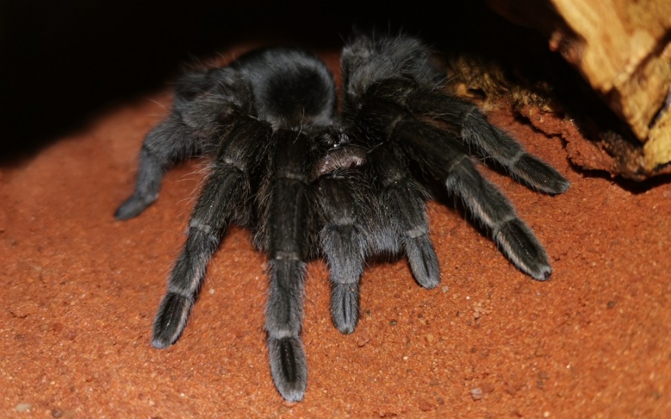 给巴西黑和亚镭换盒子