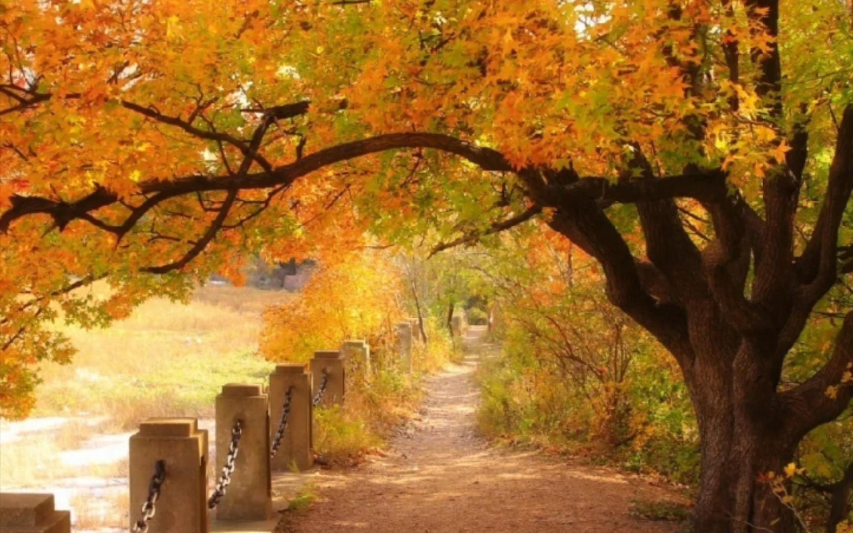 长亭外古道边,美丽枫树林好风光_哔哩哔哩_bilibili