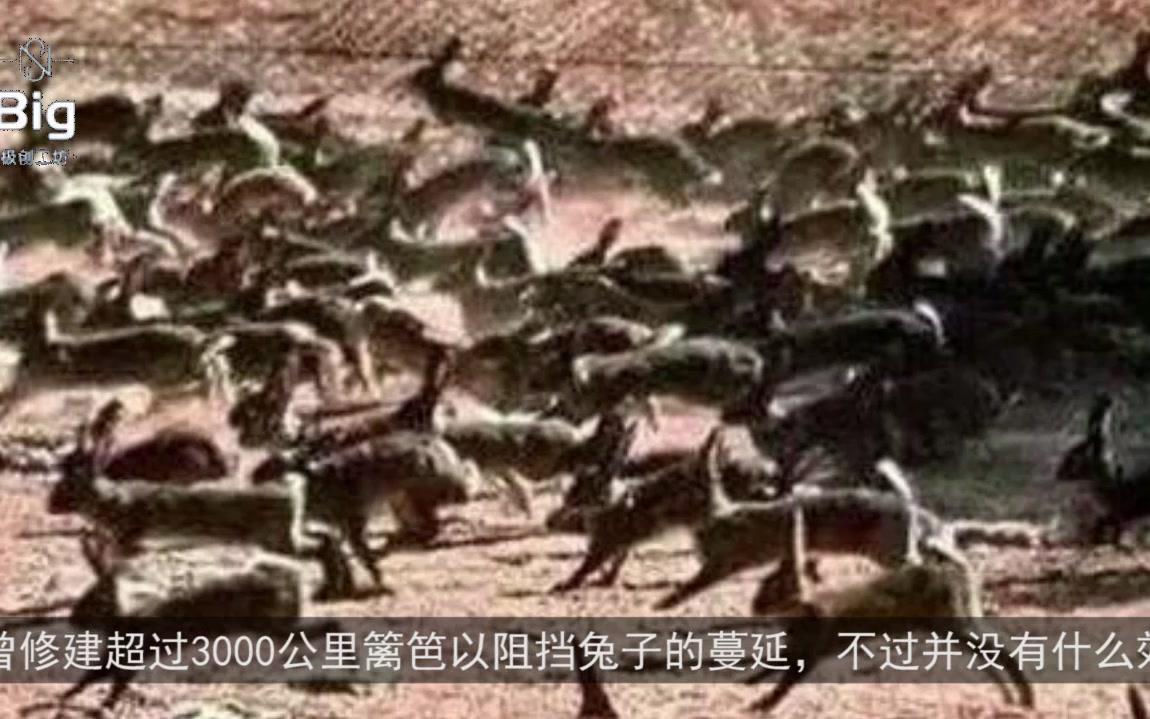 [图]澳洲兔子繁衍100亿只，数十种动物因此灭绝，政府花百年才将其消灭