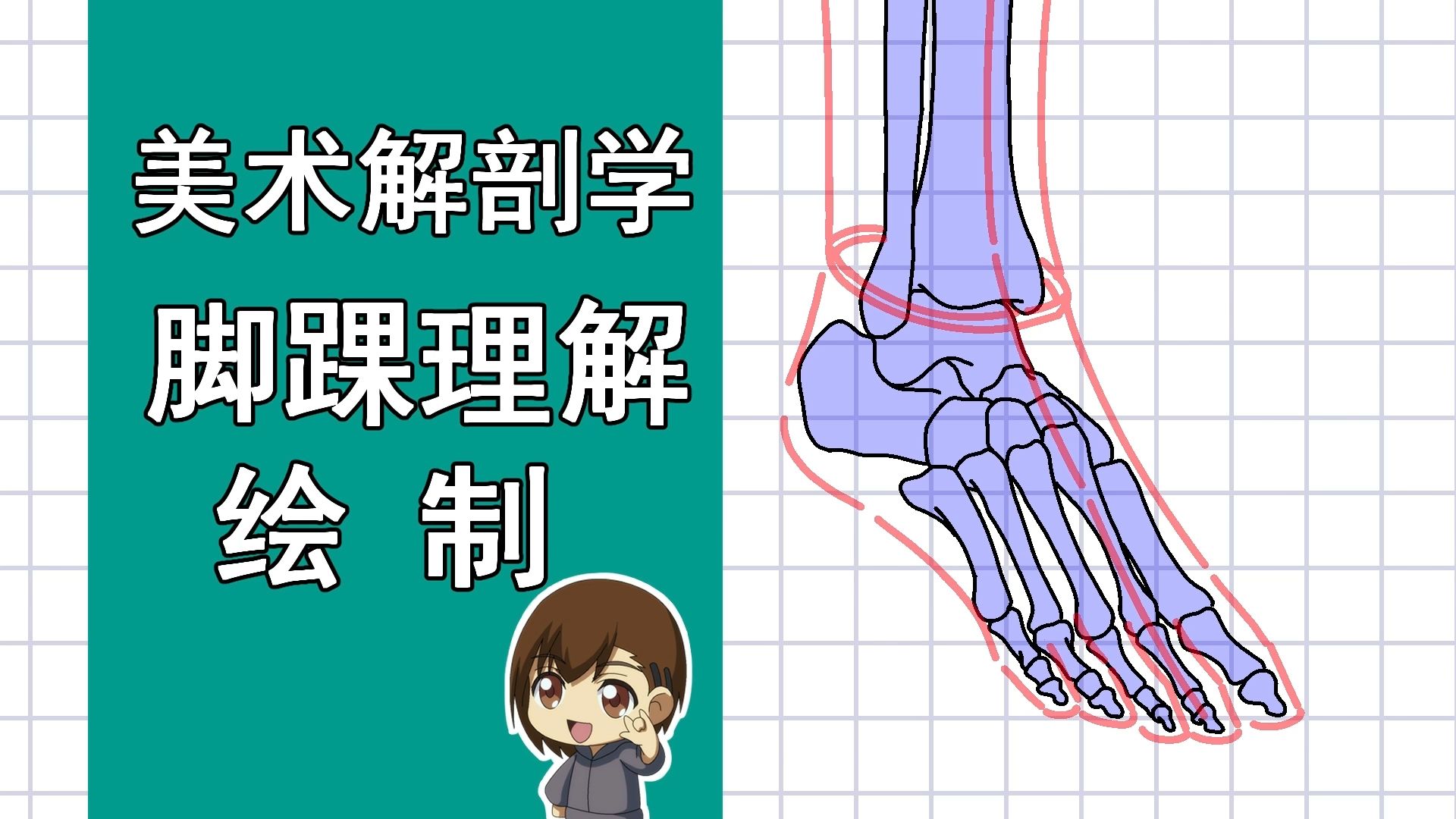 美术解剖学-80-脚踝理解绘制