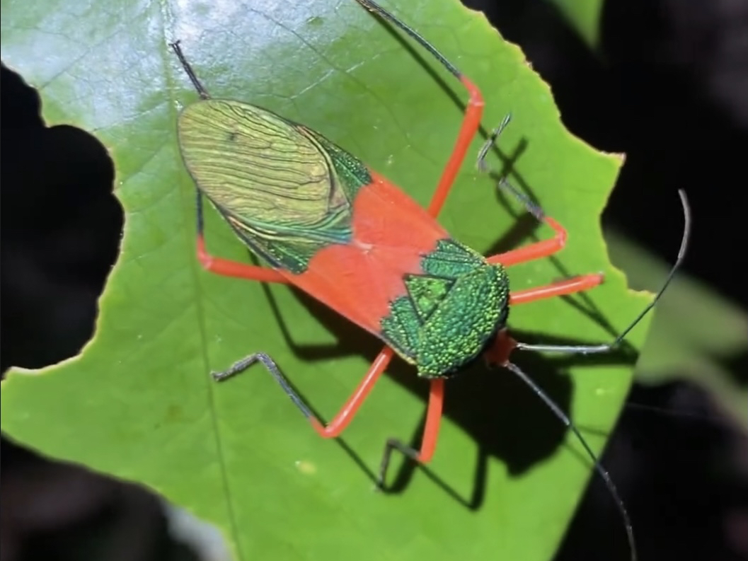 Paryphes flavocinctus 源自ins@rainforesteye哔哩哔哩bilibili