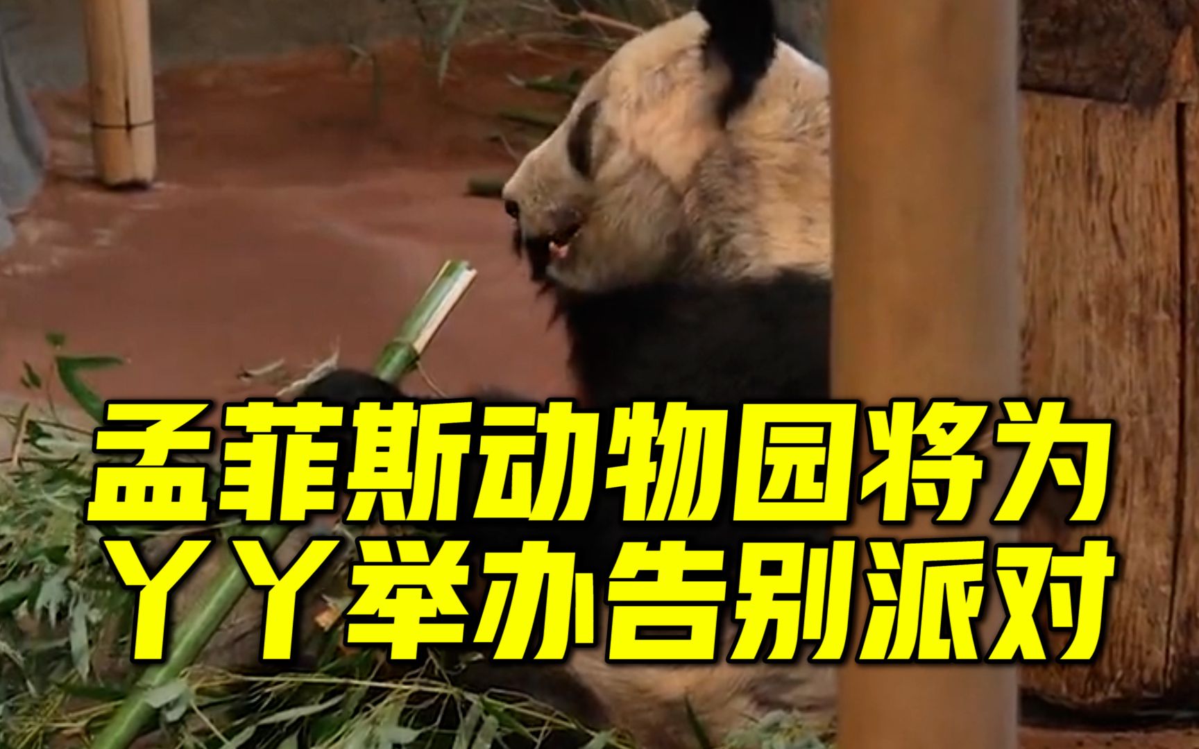 孟菲斯动物园将为丫丫举办告别派对,并庆祝与中动协20年的合作