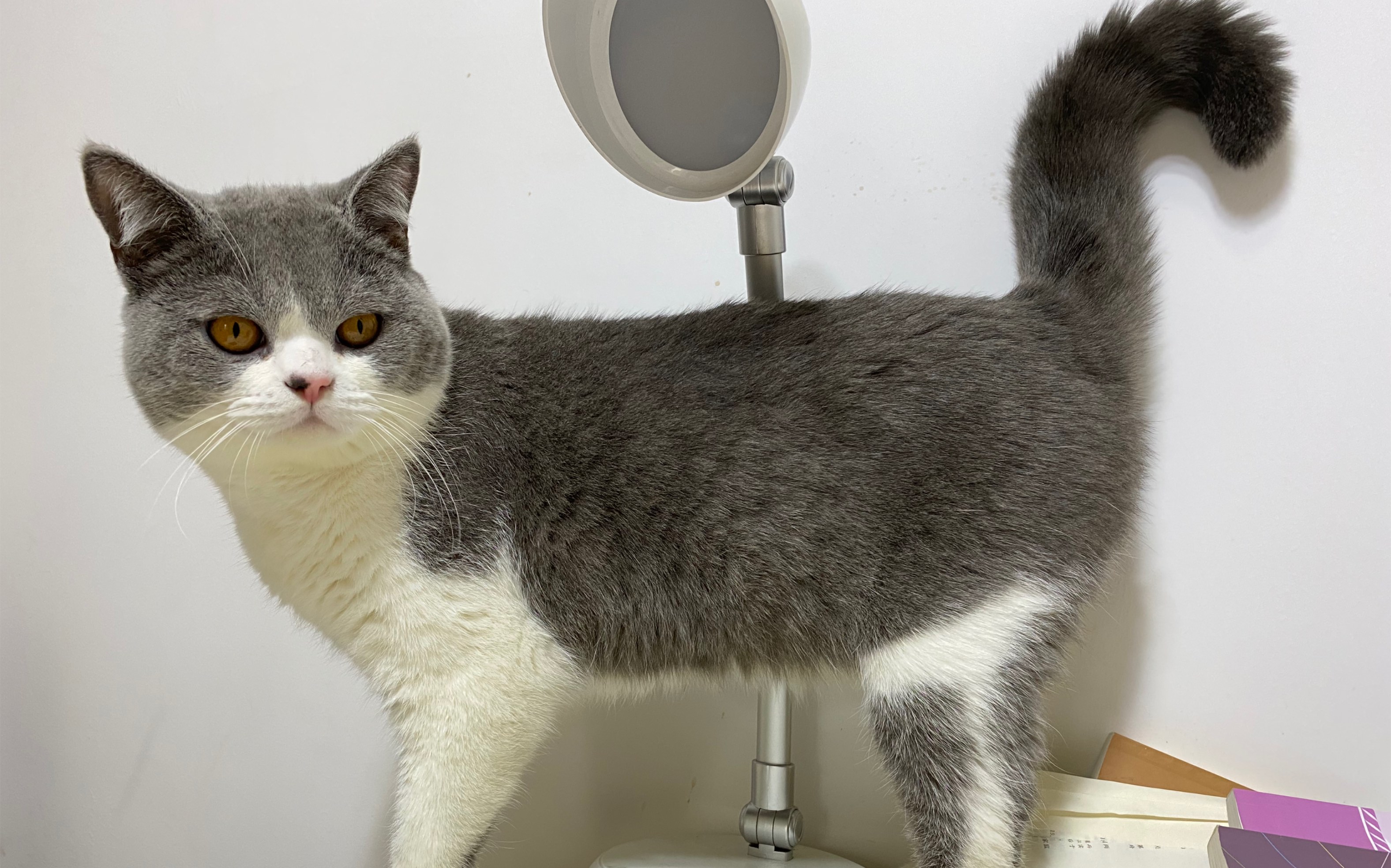 会跳蹦恰恰的哈士猫 萌宠七仔 猫中二哈