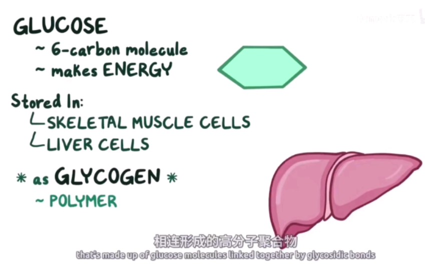 【自用】糖原的合成和分解哔哩哔哩bilibili