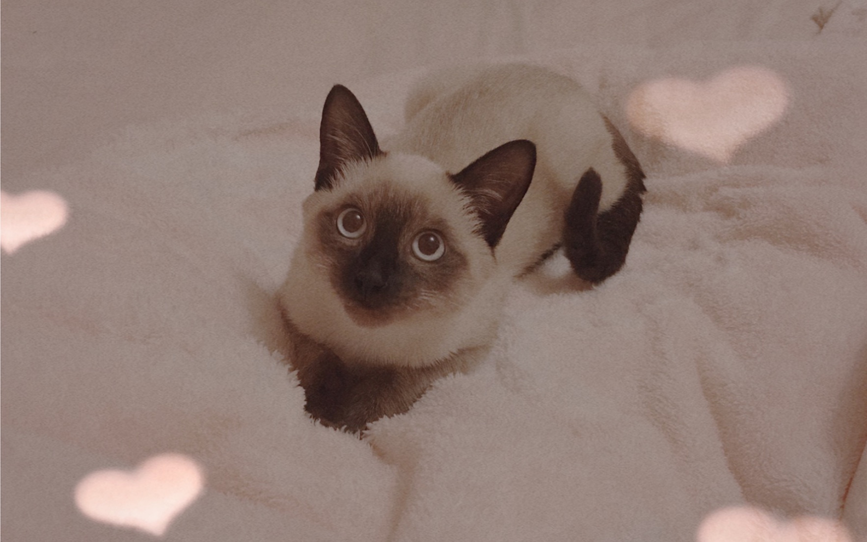 570天逐渐变黑的小奶茶