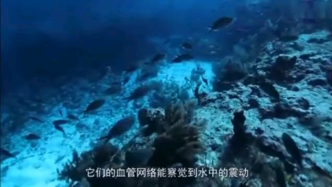 纪录片《水下的世界》哔哩哔哩bilibili