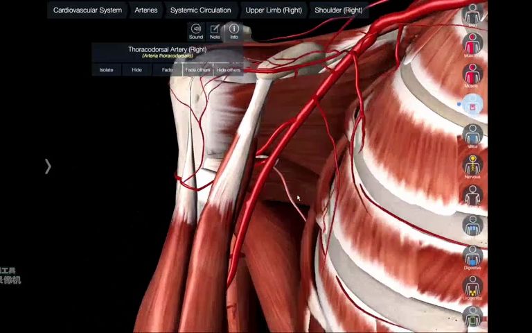 腋动脉的体表投影图片