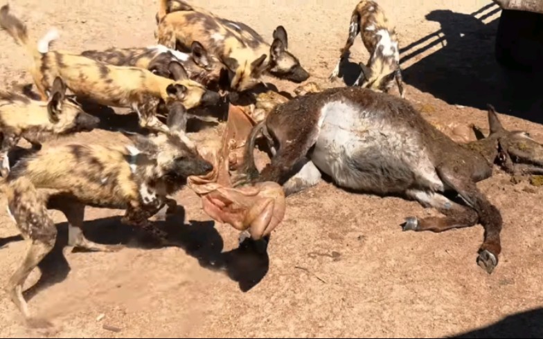 用拖车给非洲野犬运来水羚肉大餐进食2020.5.19哔哩哔哩bilibili