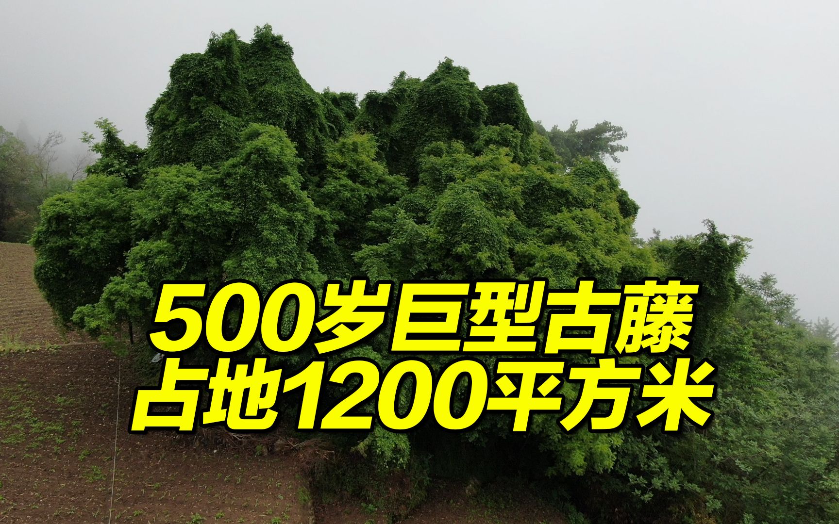 500岁巨型古藤占地1200平方米,宛如“巨龙”开满鲜花 最大一簇约2公斤哔哩哔哩bilibili