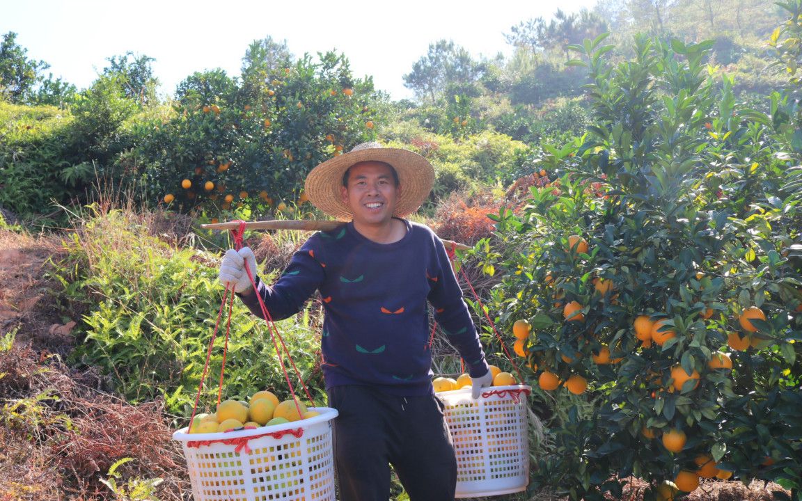 赣南脐橙成熟了,农民脸上露出了丰收的喜悦,看着太喜人了