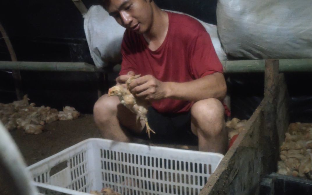 小魏养殖,给3000只小鸡种鸡痘跟切嘴,发现小鸡眼睛直接瞎掉