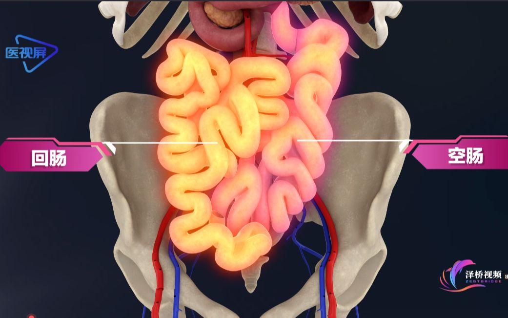 活动作品系统解剖小肠的结构与解剖