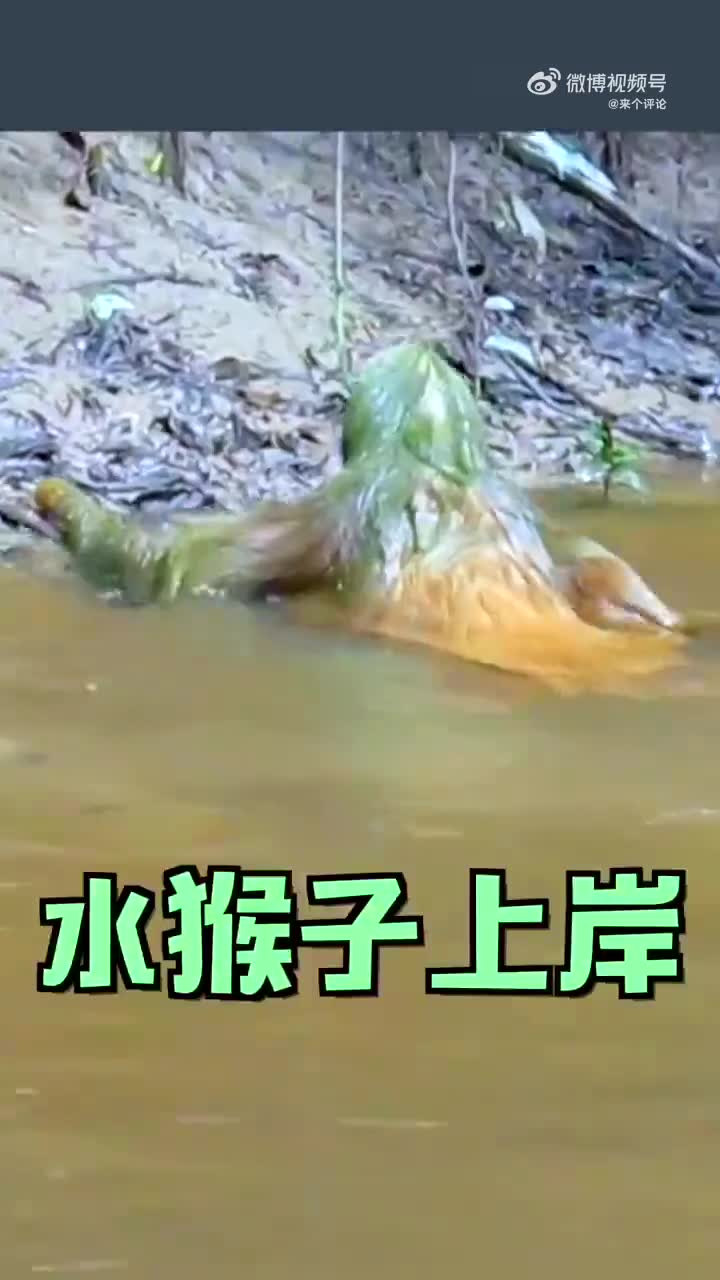 水獭为什么会拖人下水图片