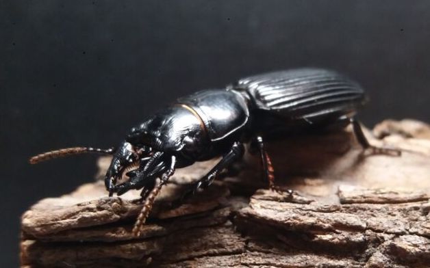 巨蝼步甲vs东亚钳蝎