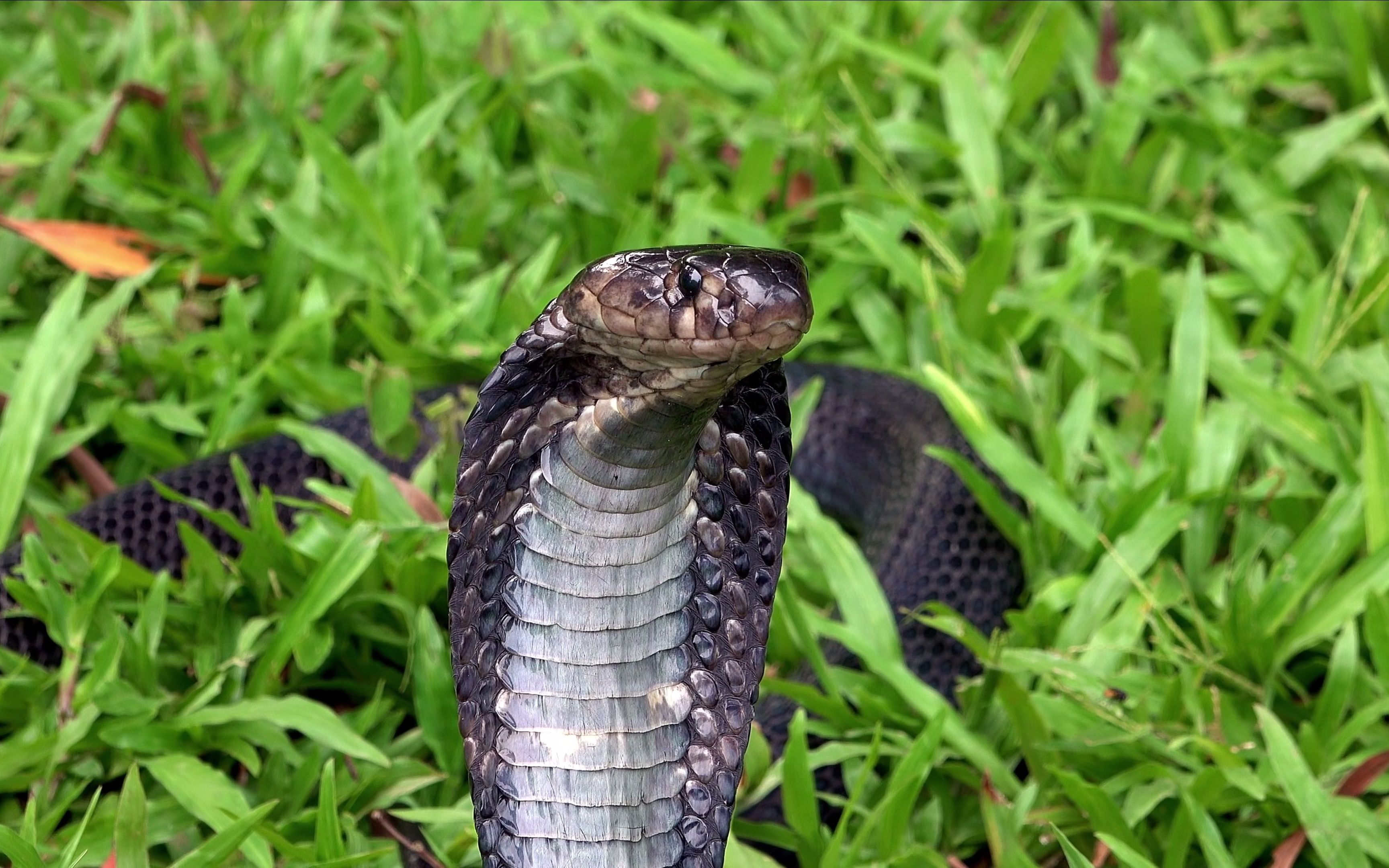 苏门答腊眼镜蛇图片