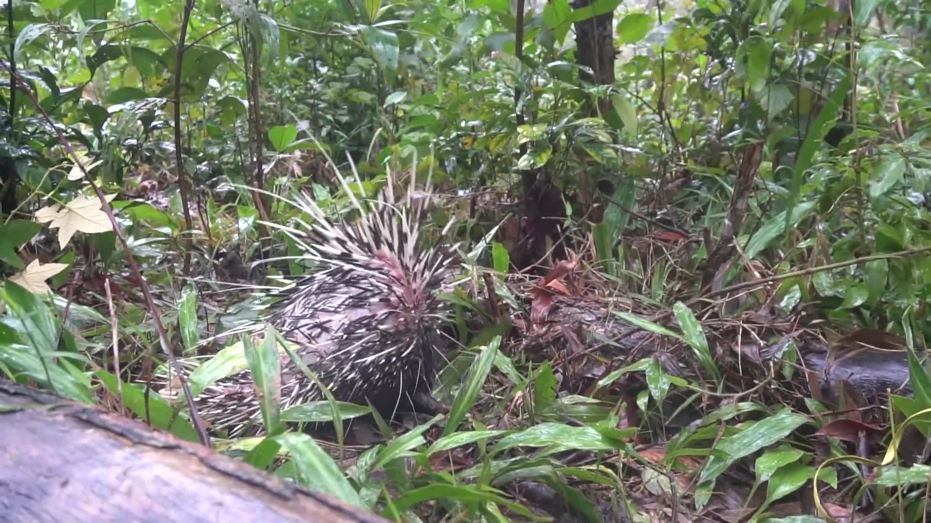 原始技术:由厨房捕捉豪猪非常不寻常的方式|荒野技术