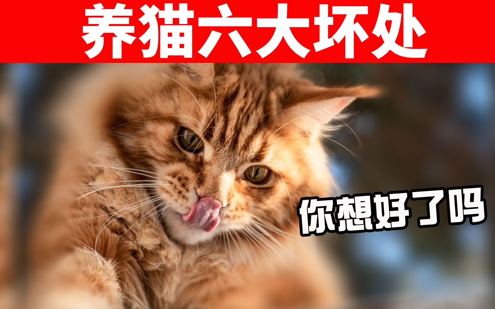 你想养猫吗?养猫的六大坏处你要知道,没想清楚先别养猫! 【初识猫咪EP20】哔哩哔哩bilibili