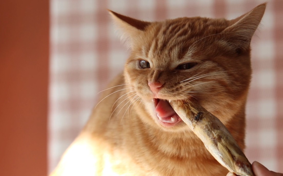 猫吃小鱼干的方法各不同,有的看着馋有的看着想笑-景深萌宠摄影-景深