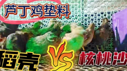 芦丁鸡养殖垫料发酵床怎样选择？稻壳核桃沙玉米芯等，哪个最好用