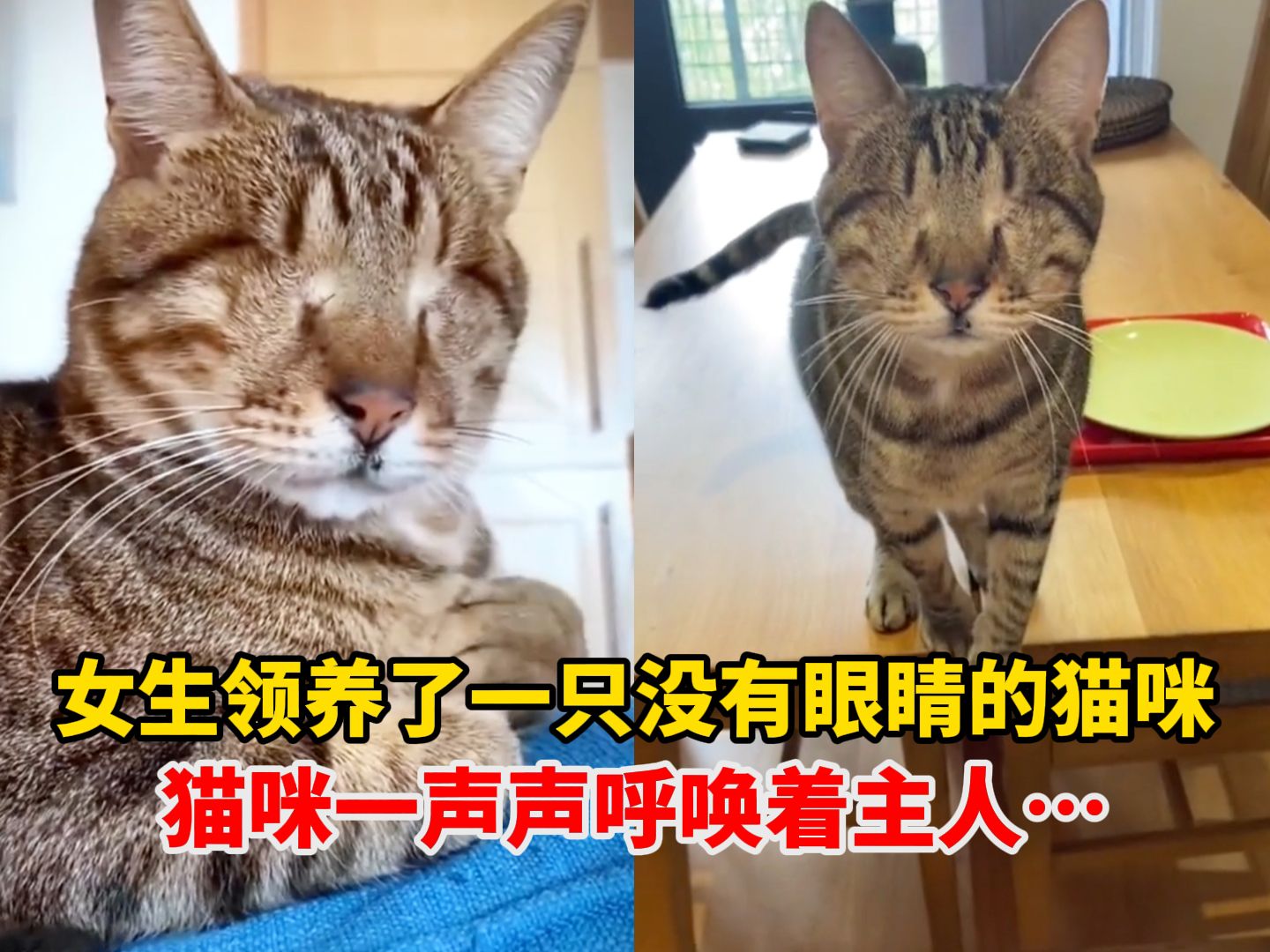 女生领养了一只没有眼睛的猫咪,猫咪一声声呼唤着主人…,“谢谢妈妈 成为了我的光”哔哩哔哩bilibili