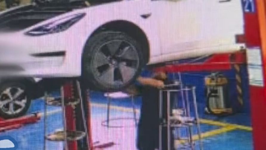 广州一家修车店检查汽车异味时，一只腐烂发臭的死狗从底盘掉落！店员：吓到腿软