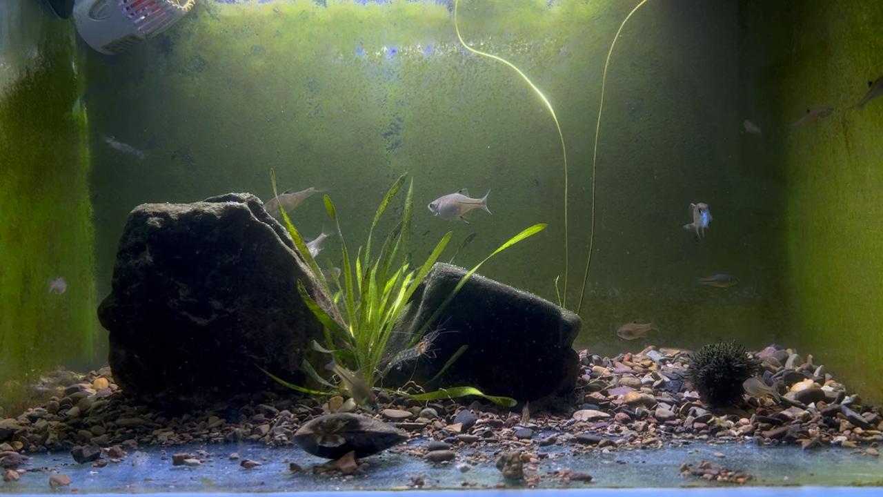 05.07-蓝鼻子鳑鲏缸