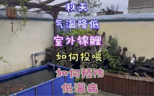 Video herunterladen: 秋天降温了，气温15度室外锦鲤还能投喂吗？锦鲤低水温病如何预防