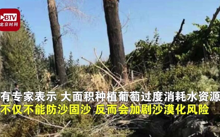 敦煌回应万亩防护林遭砍伐毁坏已成立工作专班依法依规开展调查