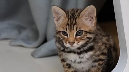 孟加拉豹猫,想作为一名合格的猎人一定会隐藏自己.