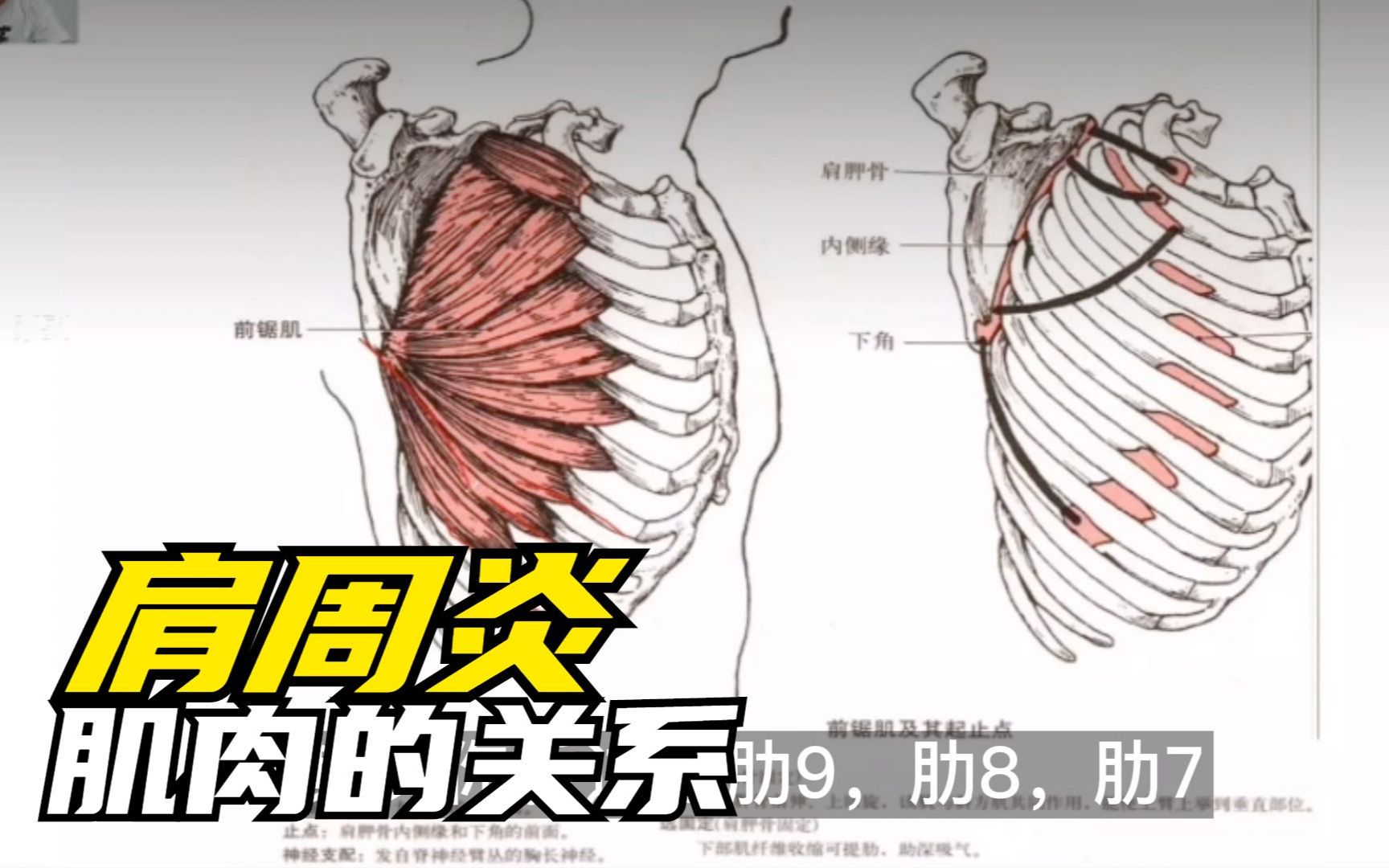 李老师网络直播课程:从肌肉分析,肩周炎与斜方肌背阔肌等的关系哔哩哔哩bilibili