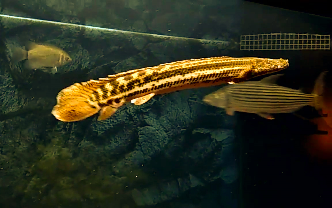 巨型黄金猛鱼图片