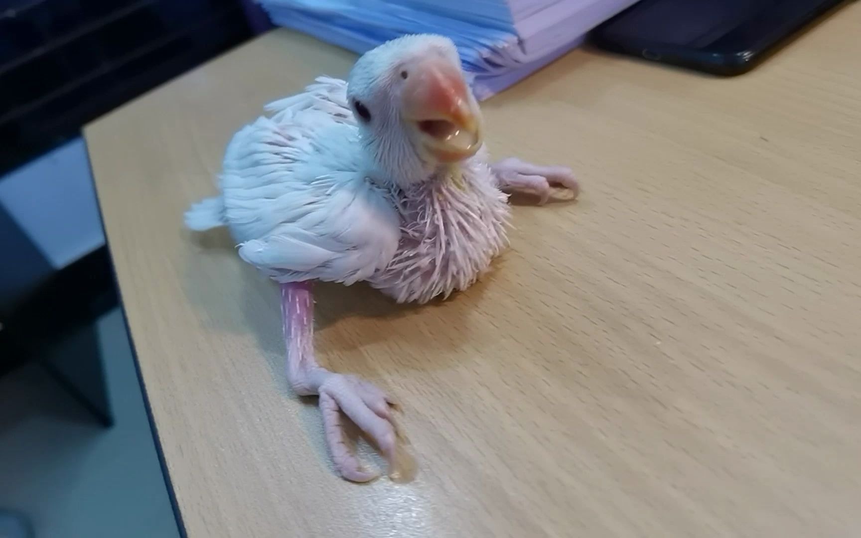 月轮鹦鹉day13日龄32天终于慢慢有个鸟样了