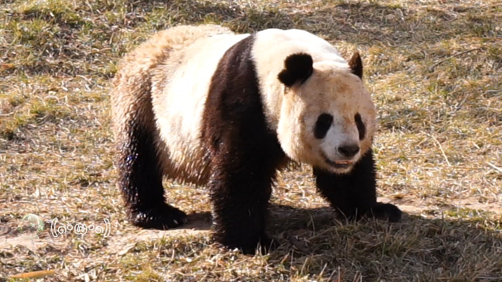 【大熊猫乔乔】乔三岁还是很奶气呀