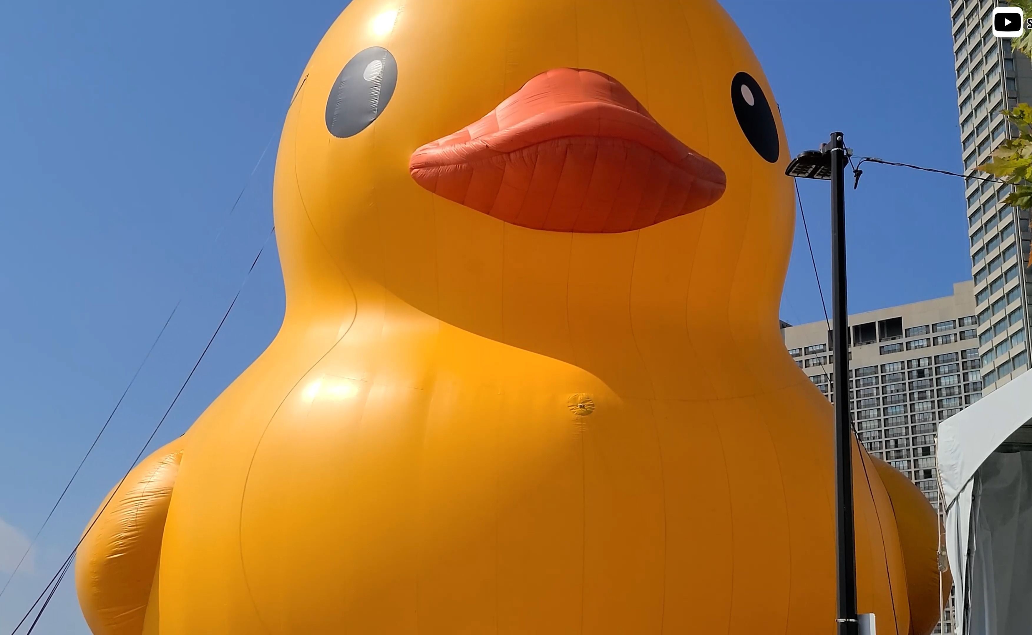 [图]世界最大橡皮鸭来到加拿大 – Toronto Waterfront Festival