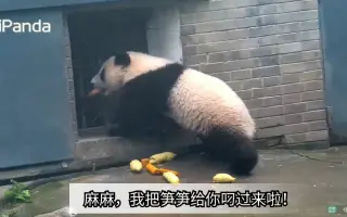 大熊猫宝宝喜豆 搜索结果 哔哩哔哩 Bilibili