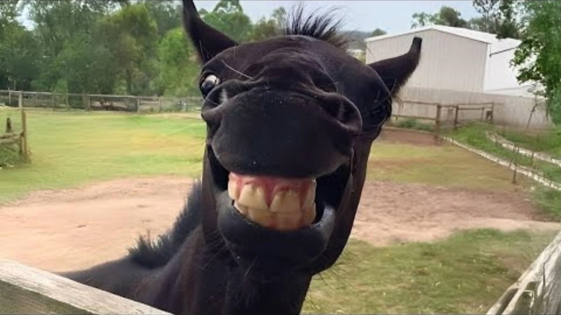 马对人类表搞笑的时刻