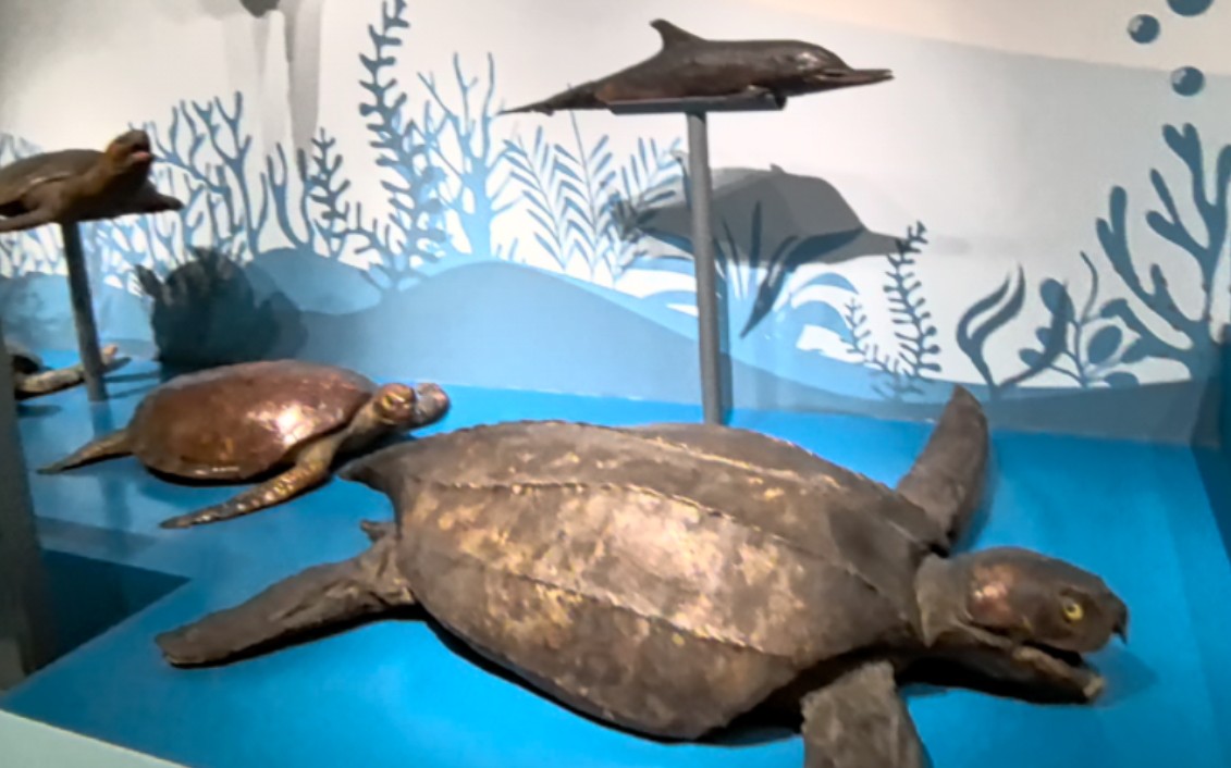 世界最大的海龟棱皮龟-武汉万林艺术博物馆