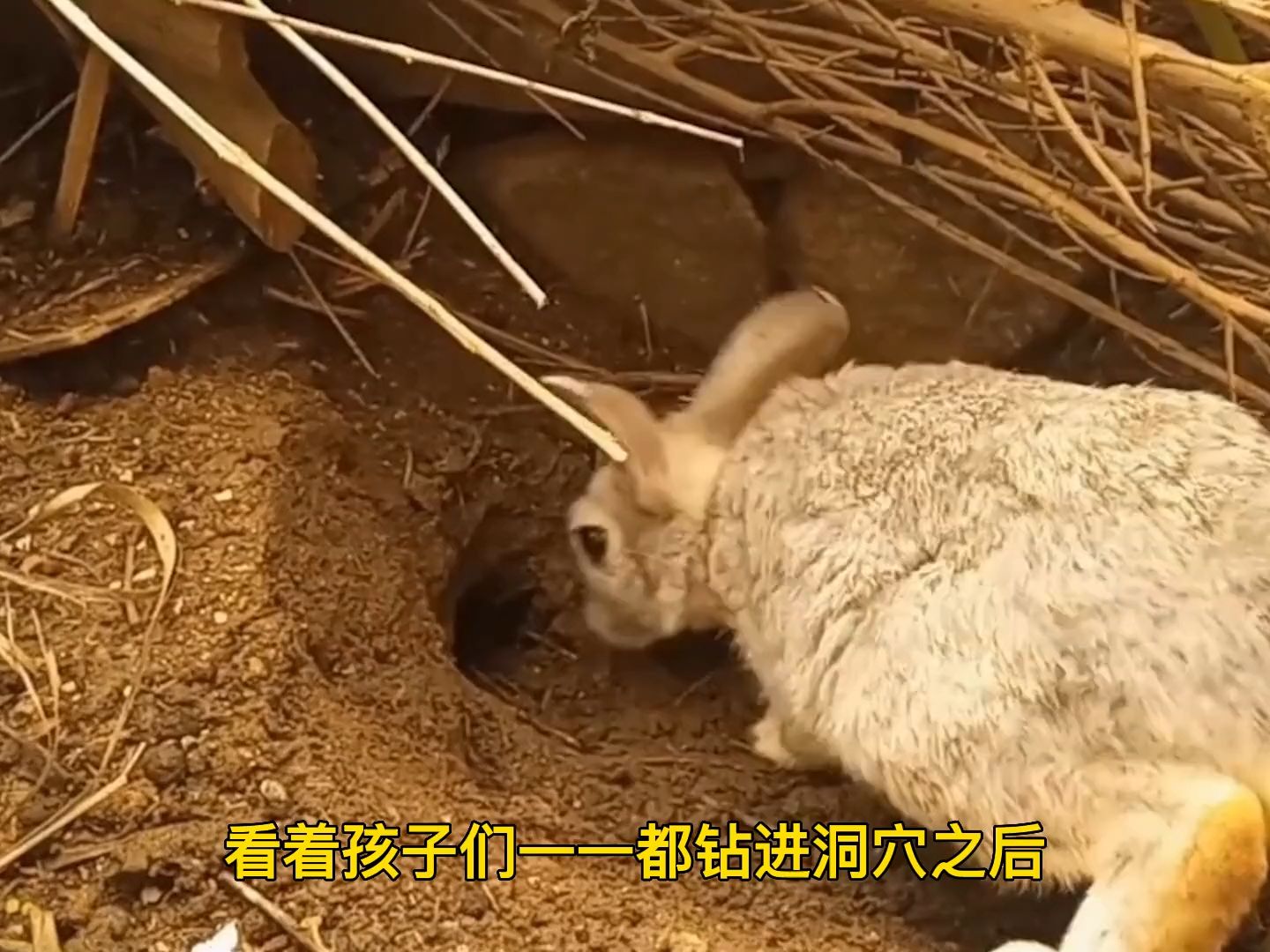 为了让小兔子安全成长,兔妈妈竟然将它们活埋,这到底是为什么